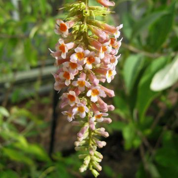 Buddleja macrostachya