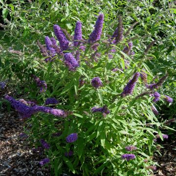 Buddleja davidii Camberwell Beauty