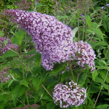 Buddleja davidii Gulliver