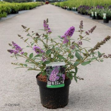 Buddleja davidii Sophie