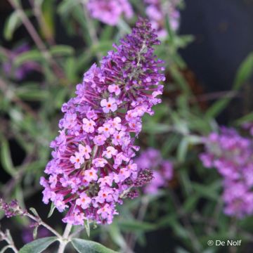 Buddleja davidii Sophie