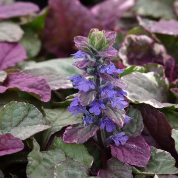 Ajuga reptans Burgundy Glow