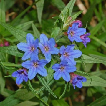 Buglossoides purpurocaerulea - Aljófar derramada