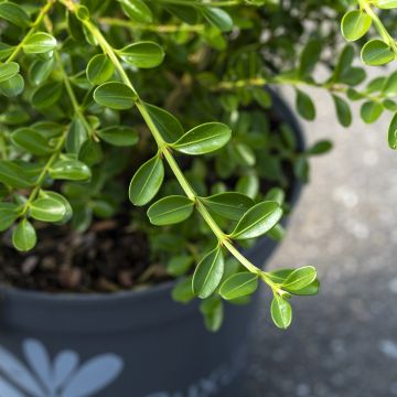 Buxus Betterbuxus Renaissance - Boj