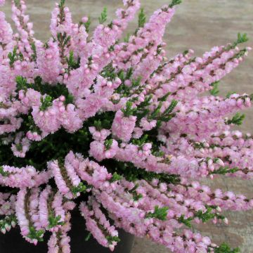 Calluna vulgaris Radnor - Brecina