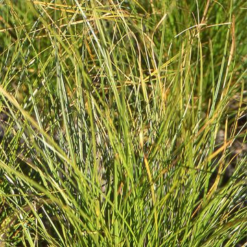 Carex secta - Cárice
