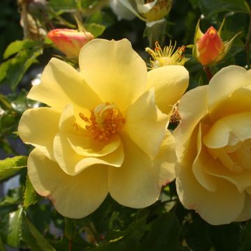 Rosal Decorosier Celina (Rosal de pie alto)