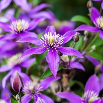 Clematis Stella Bella