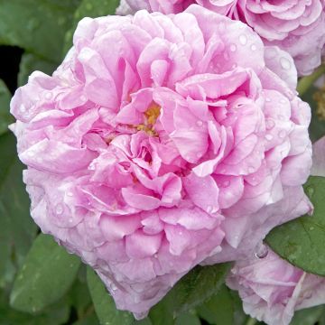 Rosal Portland Comte de Chambord