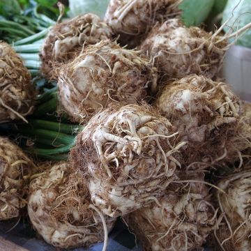 Apio nabo Roem van Zwijndrecht Bio Apio nabo Roem van Zwijndrecht Bio