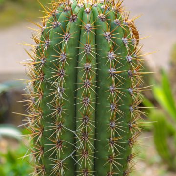 Cactus - Echinopsis pasacana