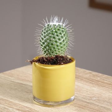 Cactus - Mammillaria Un Pico
