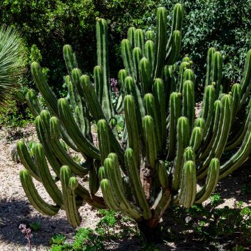 Cactus San Pedro - Trichocereus pachanoi