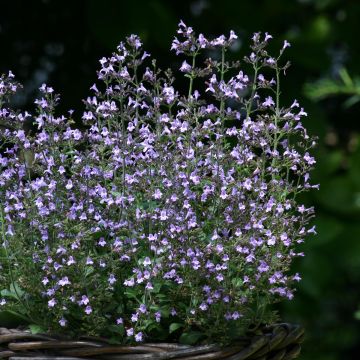 Calamintha nepeta Marvelette Blue