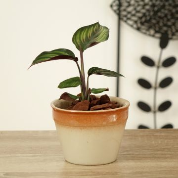 Calathea Beauty Star - Calatea