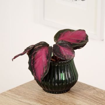 Calathea Crimson - Calatea