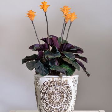 Calathea crocata - Calatea