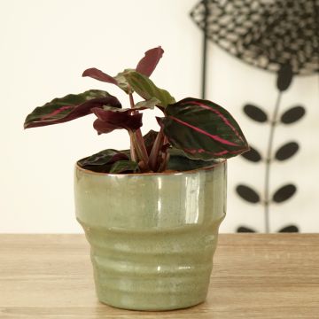 Calathea Dottie - Calatea