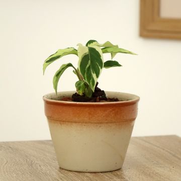 Calathea Fusion White - Calatea