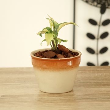 Calathea Yellow Fusion - Calatea
