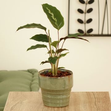 Calathea Maui Queen - Calatea