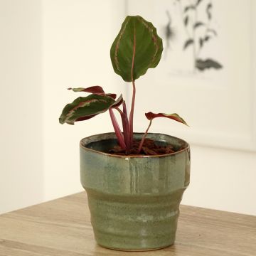 Calathea Medaillon - Calatea