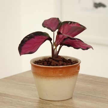Calathea Misty Red - Calatea
