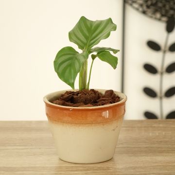 Calathea orbifolia - Calatea