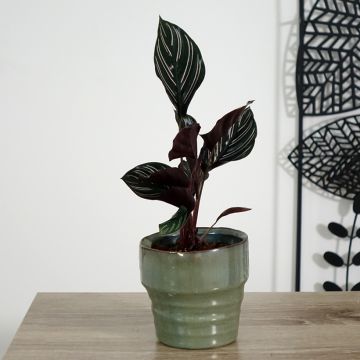 Calathea ornata - Calatea