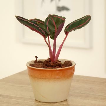 Calathea roseopicta - Calatea