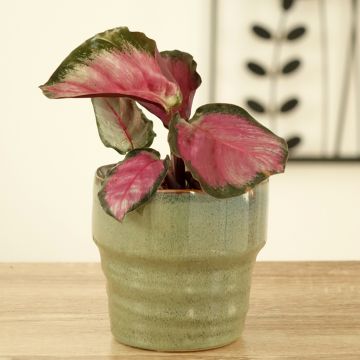 Calathea roseopicta Rosy - Calatea