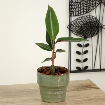 Calathea sanguinea - Calatea