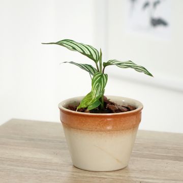 Calathea vittata - Calatea