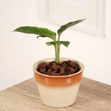 Calathea warscewiczii - Calatea