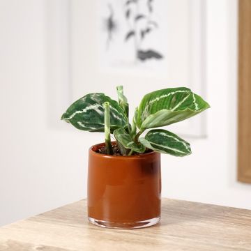 Calathea roseopicta Green - Calatea