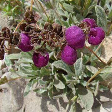 Calceolaria arachnoidea