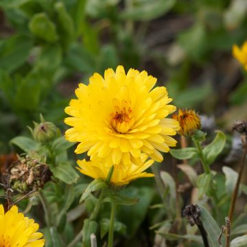 Caléndula Chrysantha