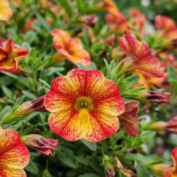 Calibrachoa híbrida MiniFamous Uno Bakari