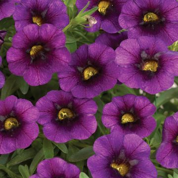 Calibrachoa hybrida Noa Ultra Purple