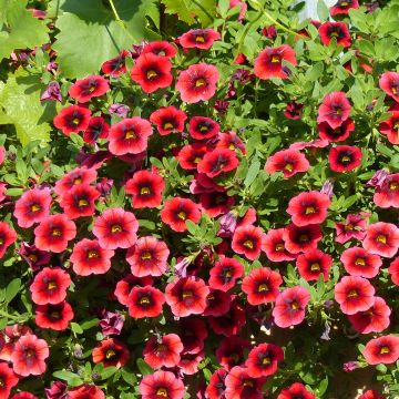 Calibrachoa hybrida Superbells Pomegranate Punch