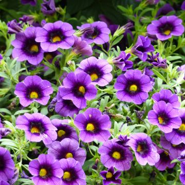 Calibrachoa hybrida Superbells Grape Punch