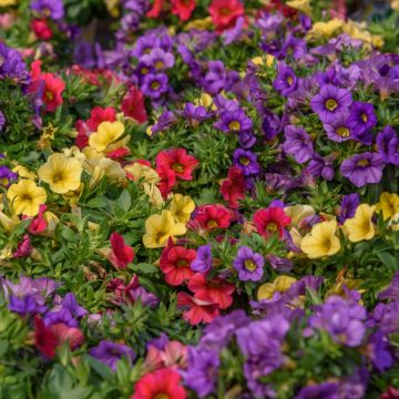 Calibrachoa hybrida Noa Mixis Cleantha