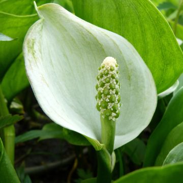 Calla palustris
