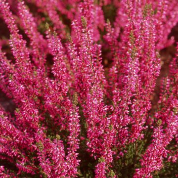 Calluna vulgaris Bonita - Brecina