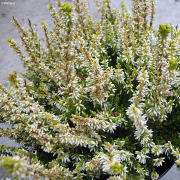 Calluna vulgaris Sandy - Brecina