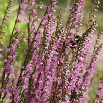 Calluna vulgaris Tib - Brecina