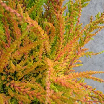 Calluna vulgaris Wickwar Flame - Brecina
