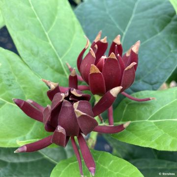 Calycanthus floridus Michael Lindsay - Árbol de las anémonas