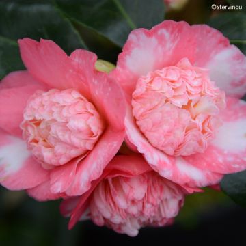 Camellia japonica Baby Sis Pink Camellia japonica Baby Sis Pink