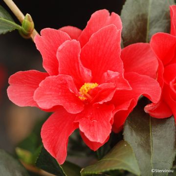 Camellia williamsii Freedom Bell 